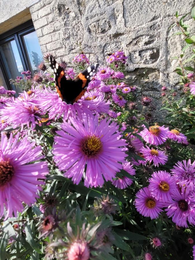 Studio Bienvenue Du Cote De Chez Nous Avec Jardin Privatif Wignehies 外观 照片