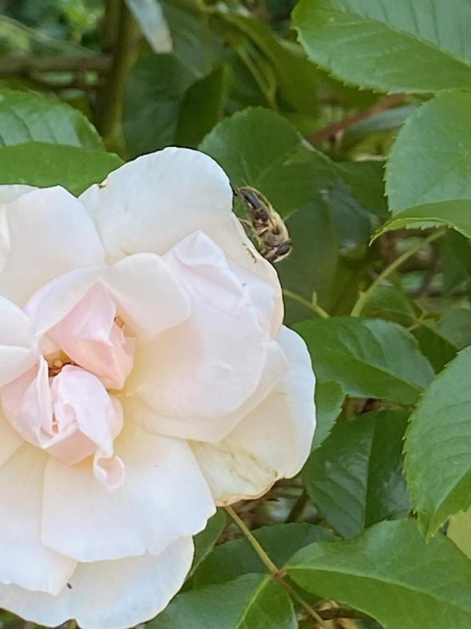 Studio Bienvenue Du Cote De Chez Nous Avec Jardin Privatif Wignehies 外观 照片