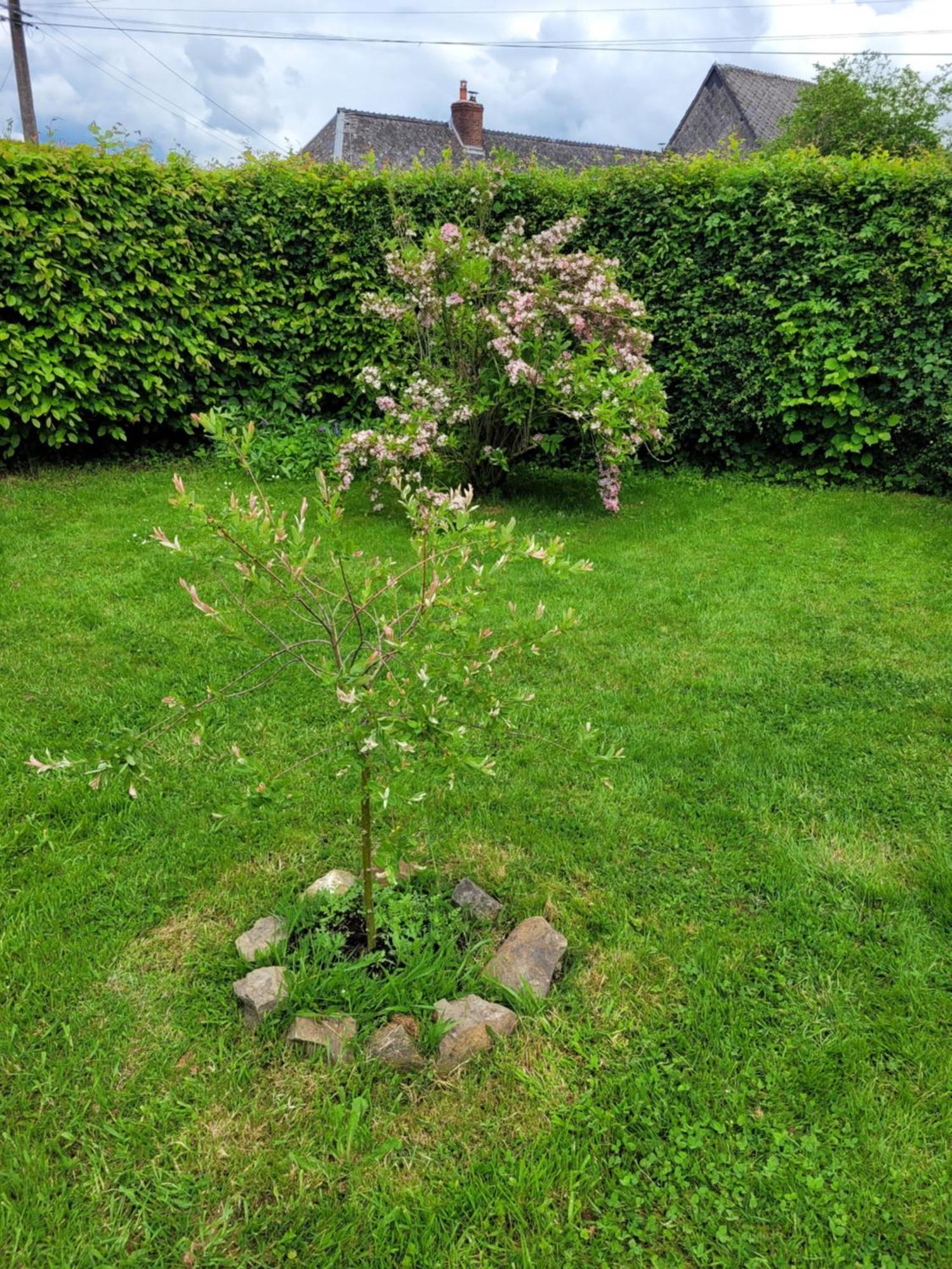Studio Bienvenue Du Cote De Chez Nous Avec Jardin Privatif Wignehies 外观 照片
